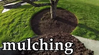 Weeding Edging and Mulching around fruit tree's