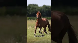 эдит лошадь, конь 💞