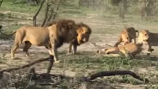 Lioness Fight To Protect Their Cubs Against Two Male Lions in South Africa