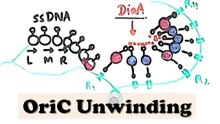 DNA Replication (Prokaryote) INITIATION - Origin Melting by DnaA starts DNA Replication INITIATION