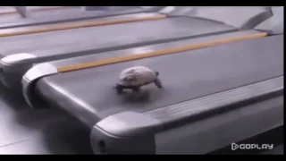 Черепаха-спринтер на беговой дорожке