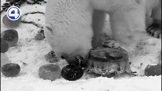 В екатеринбургском зоопарке умер белый медведь Умка / Свердловская область