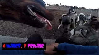 Husky Dog Dominance; Doberman, Gsd, Rottweiler VS Female Great Dane!