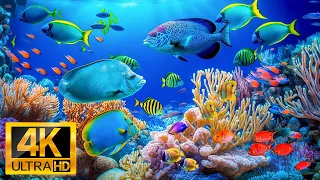 Aquarium 4K Video ULTRA HD - Beautiful Coral Reefs Fishes - Relaxing Sleep Meditation Music