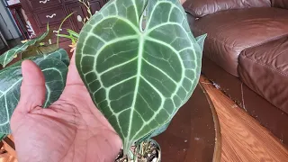 Plant Haul and Unboxing from Ecuagenera USA - Anthurium