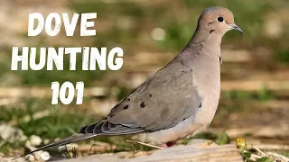 Dove Hunting 101 (For Beginners)