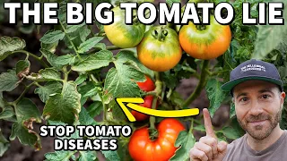 The BIG TOMATO LIE: Why Tomato Plants REALLY Get Disease & Pests (And How To Stop It)