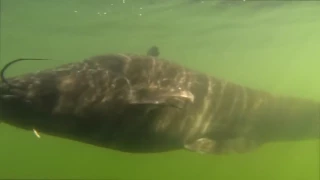 Чернобыльские сомы в охладителе сп ЧАЭС.жизнь под водой, Chernobyl catfish mutants