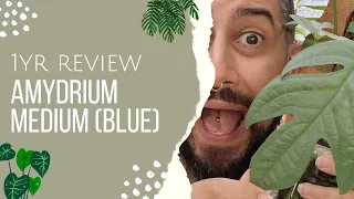 Amydrium Medium Blue Review | 1 Year Later | Was this it plant worth the hype?