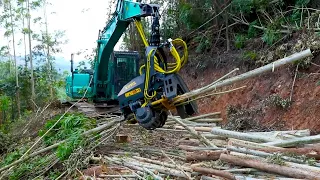 Cutting eucalyptus is smoothly and fast #logging machine#tree harvester#forest equipment#tree