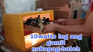 10watts lng na bulb nakapag-hatch ng 100 egg capacity na D.I.Y incubator.