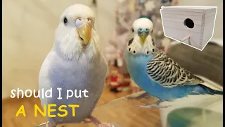 Should I put NEST to budgies and WHY birds don't go in breeding box
