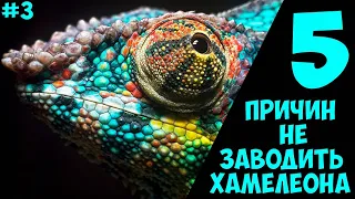 5 причин Не заводить хамелеона - Хозяин Лев