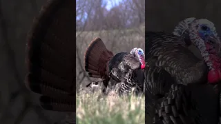 Throwback Thursday - Taylor's 2022 Turkey Hunt #hunting #tactacam #turkeyseason23 #outdoors #turkey