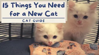 What to buy for a NEW KITTEN | Cat Guide | The Cat Butler