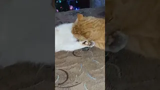 #catlover #funnycats #funnyshorts #funnyvideo #cat #cats #funnyanimals #pets #animals #funnyvideos