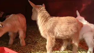 baby goat morning