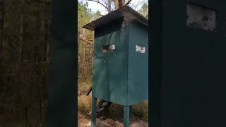 Killing Wasp Instead Of Deer