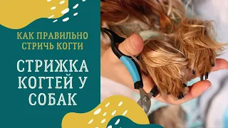 Как стричь когти собаке йорку: как правильно обрезать когти йоркширскому терьеру в домашних условиях