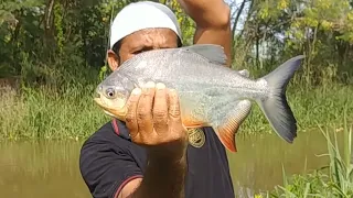 🎣incredible Fish catching||incredible Red bellied Fish Catching||Rohu FISH catching||piranha fishing