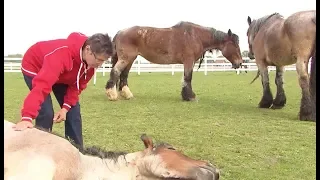 Gnadenhof: Wo gequälte Pferde zur Ruhe kommen können