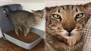 Adorable Cat Balam Love to Spray Everywhere | Daily Overdose Videos