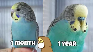 How to Determine the Age of Your Budgie