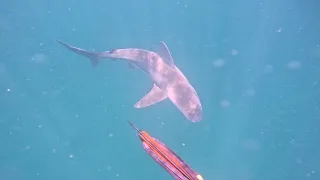 Spear Fishing The Gulf Coast Of Crystal River With Sandbar Sharks