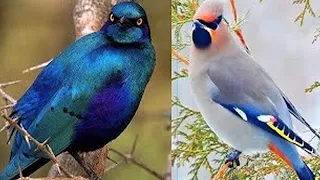 Les 7 Oiseaux Les Plus Beaux Et Exotiques Du Monde