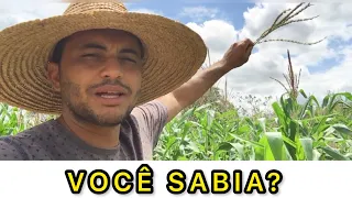 Saiba porque quebrar o pendão do milho