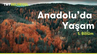 Anadolu'da Yaşam | Orman | TRT Belgesel