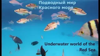 Подводный мир Красного моря. Бухта Наама Бей.