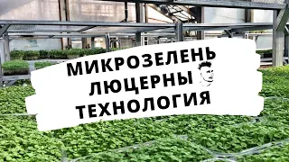 Микрозелень Технология люцерна   Microgreen Alfalfa Technology