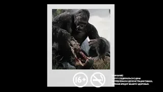 «Кинг-Конг» на Кино ТВ: сделай фото с обезьянкой