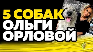 5 собак ведущей ДОМа 2 Ольги Орловой