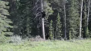 Grizzly vs Black Bear