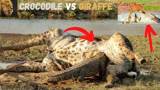 Giraffe was Hunted by Crocodile || giraffe fighting with crocodile|| giraffe vs crocodile