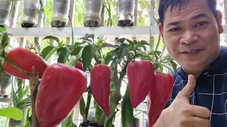 TIPS PARA MAGING HITIK SA BUNGA ANG BELL PEPPER