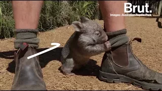 Le wombat, l'un des animaux les plus populaires d'Australie