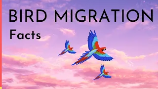 Bird Migration Facts | Why, When & How do birds migrate video