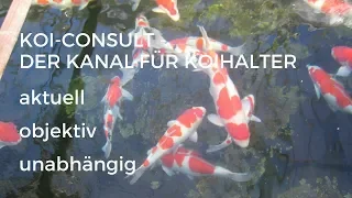 Koi Consult Koitalk Folge 223 Skimmer mittels Belüfter außer Funktion setzen zur Fütterung