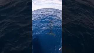 Orcas in Cabo San Lucas Mexico 🇲🇽