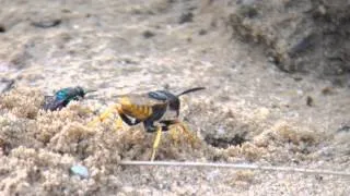 Bee Wolf Wasp v.s. Cuckoo Wasp - SONY RX100 + NIKON ED82 Fieldscope