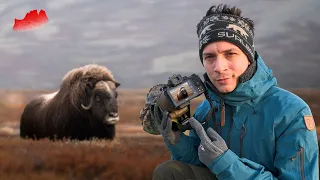 3 Days Wildlife Photography With The Muskox