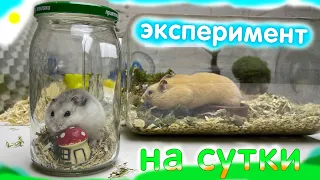 Хомяк в банке на целой СУТКИ Видео с хомяками яХрумка