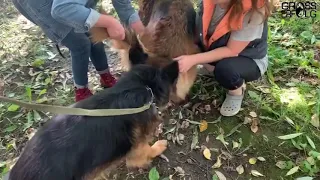 Вязка немецких овчарок / Скромный жених (German Shepherd)