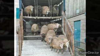 livestock carrier explaination