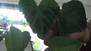 Un-boxing_ Rare House plants from Ben's Jungle