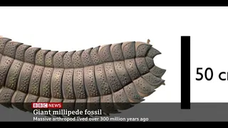 A 326 millon-year-old millipede found in the UK   At 2 5 meters it's the largest found