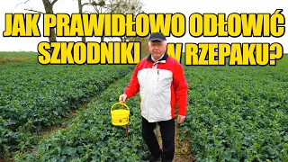 Jak poprawnie używać żółtego naczynia do monitorowania szkodników?- Profesor Marek Mrówczyński radzi